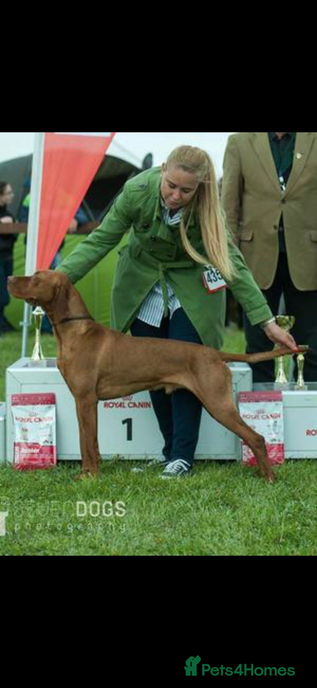 Hungarian Vizsla dogs for sale: KC Hun.Vizsla Puppies  - Advert 3