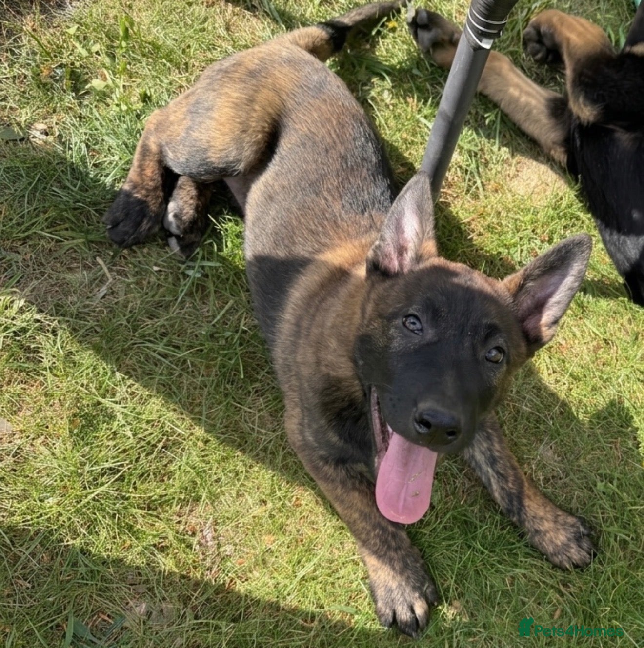 German Shepherd dogs for sale: STUNNING, Chunky Dutch Herder x GSD Puppies - Advert 1