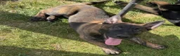 German Shepherd dogs for sale: STUNNING, Chunky Dutch Herder x GSD Puppies - Advert 1