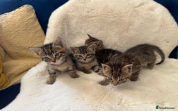 Mixed Breed cats for sale: Kittens ready 15th August  - Image 6