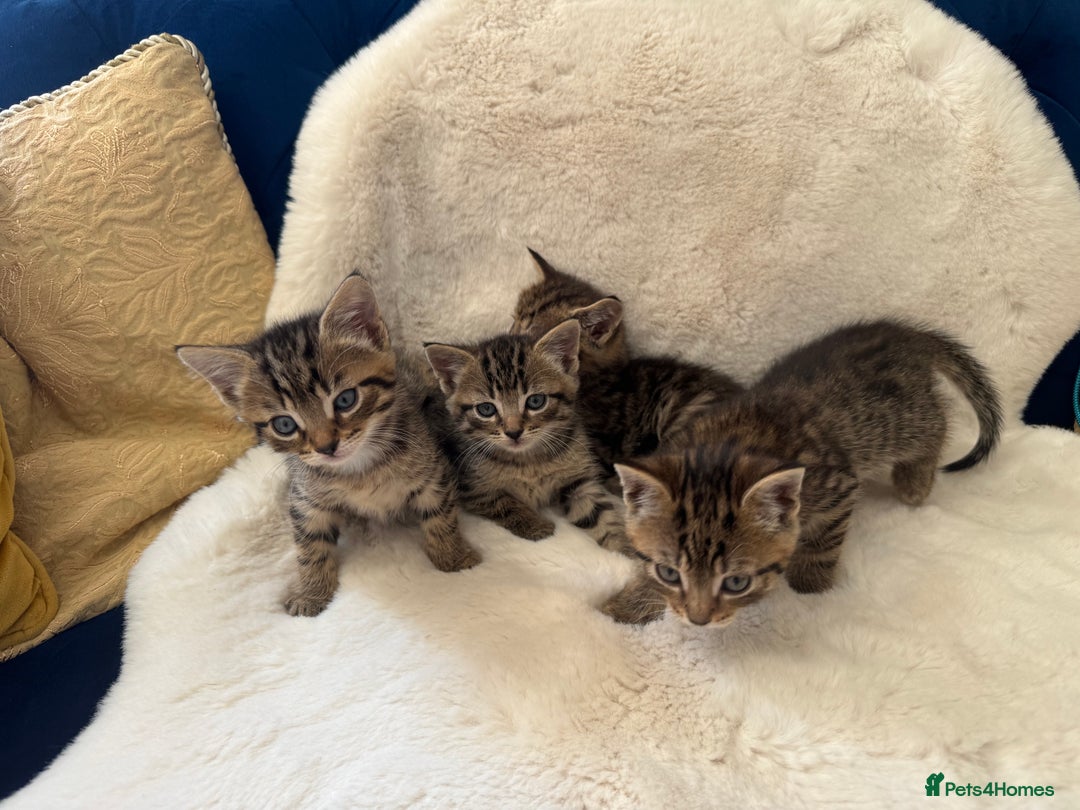 Mixed Breed cats for sale: Kittens ready 15th August  - Image 6