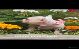 French Bulldog dogs for sale: Beautiful fluffy/ fluffy carrier Frenchie pups  - Image 3