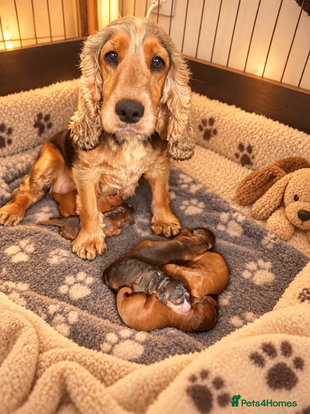 Cockapoo dogs Stunning red sable and red F1 Cockapoo’s - Advert 2