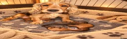 Cockapoo dogs for sale: Stunning red sable and red F1 Cockapoo’s - Advert 2