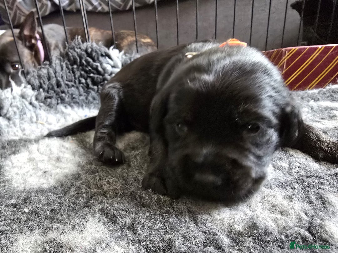 Mixed Breed dogs for sale: 8 Beautiful Puppies Looking for Forever Homes! - Advert 9