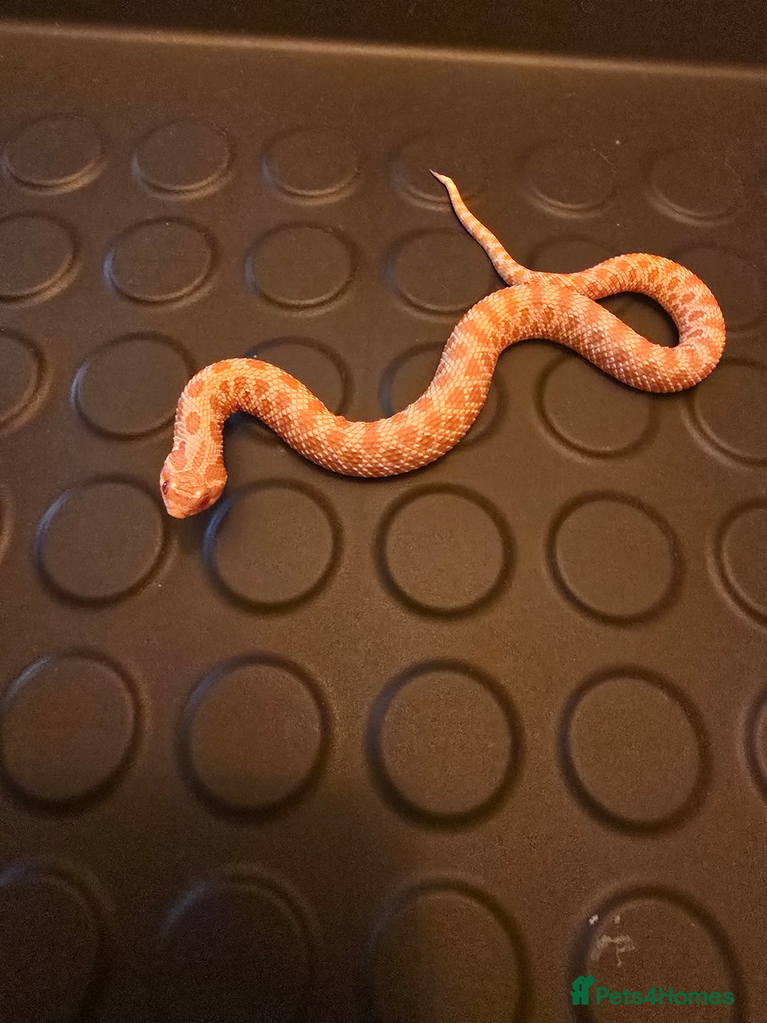 Snake reptiles for sale: Male albino hognose snake  - Advert 4