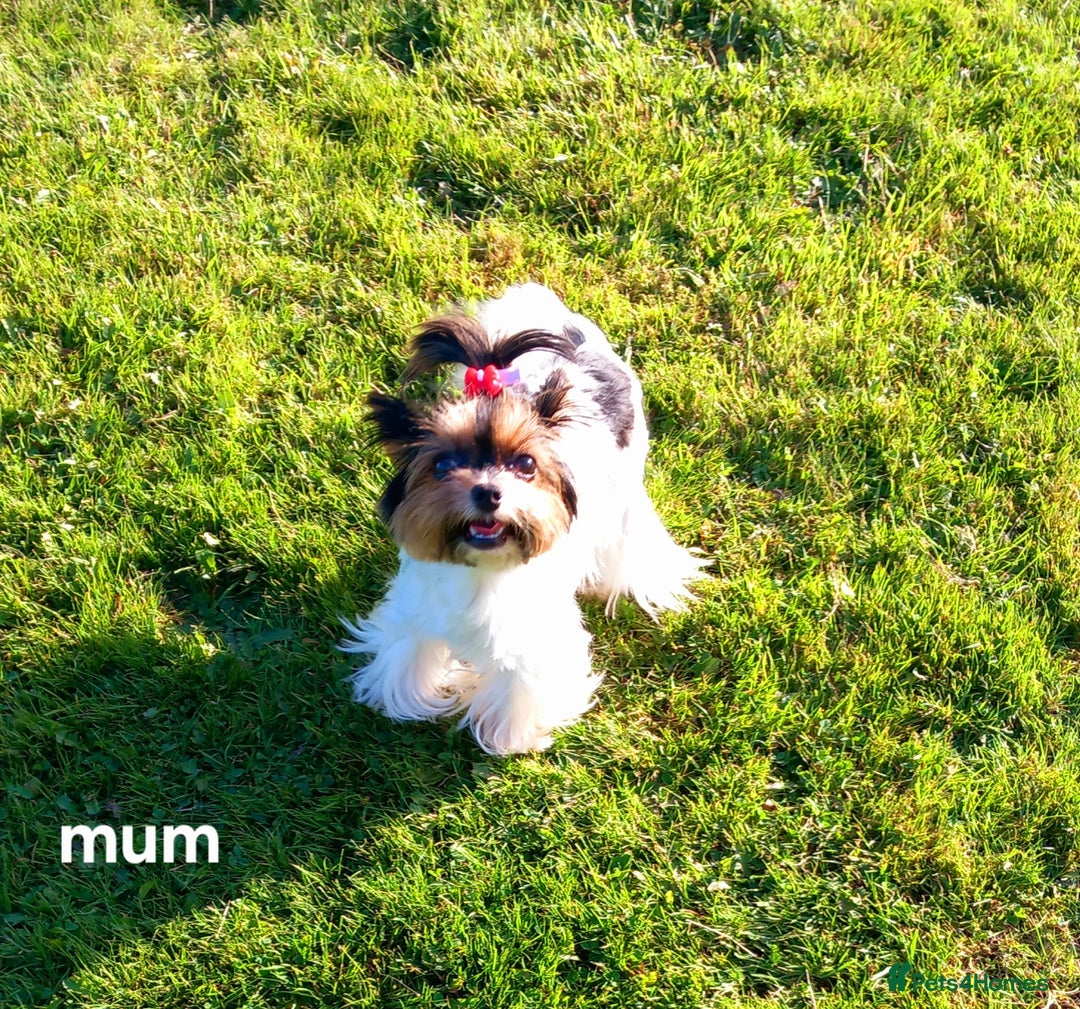 Biewer Terrier dogs for sale: Beautiful 2 mini girls - Advert 34