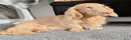 Miniature Dachshund dogs for stud: Stunning L/H mini cream X2 intensity KCreg proven  - Advert 2