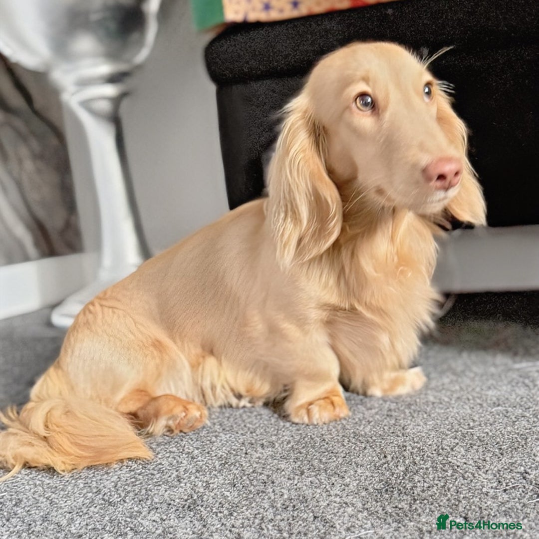 Miniature Dachshund dogs for stud: Stunning L/H mini cream X2 intensity KCreg proven  - Advert 2