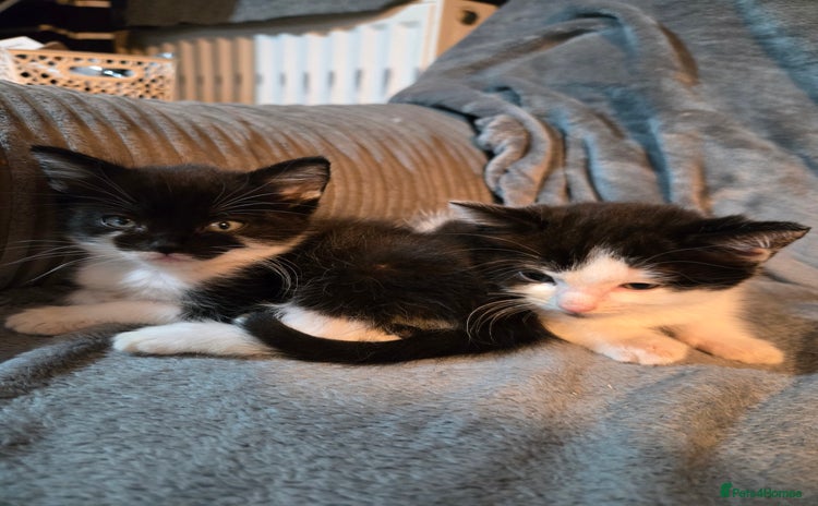 Mixed Breed cats 5 boys 3 black and white and 2 ginger and white - Advert 9