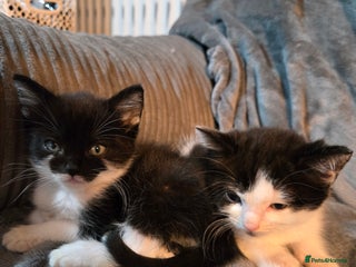 Mixed Breed cats 5 boys 3 black and white and 2 ginger and white - Advert 6