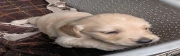Golden Retriever dogs for sale: KC registered cream golden retriever  - Advert 18