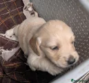 Golden Retriever 5 dark pink