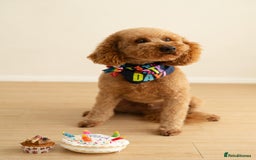 Cockapoo dogs for sale: Only two boys available  - Image 1