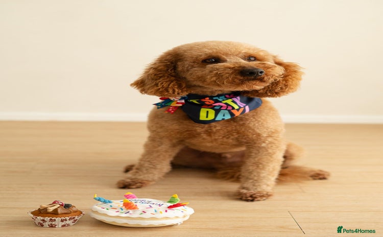 Cockapoo dogs - Advert 5