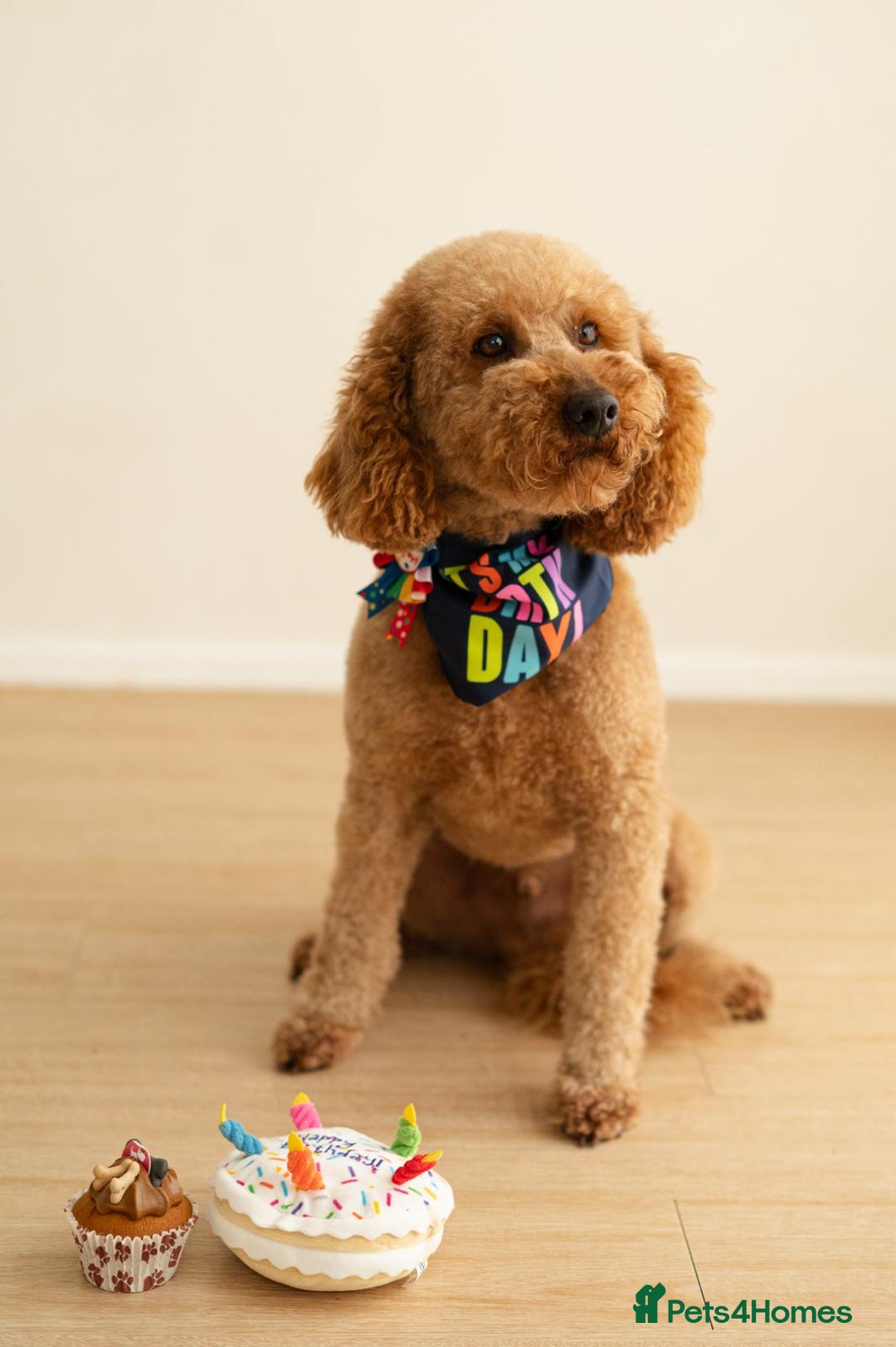 Cockapoo dogs for sale: Only two boys available  - Image 1