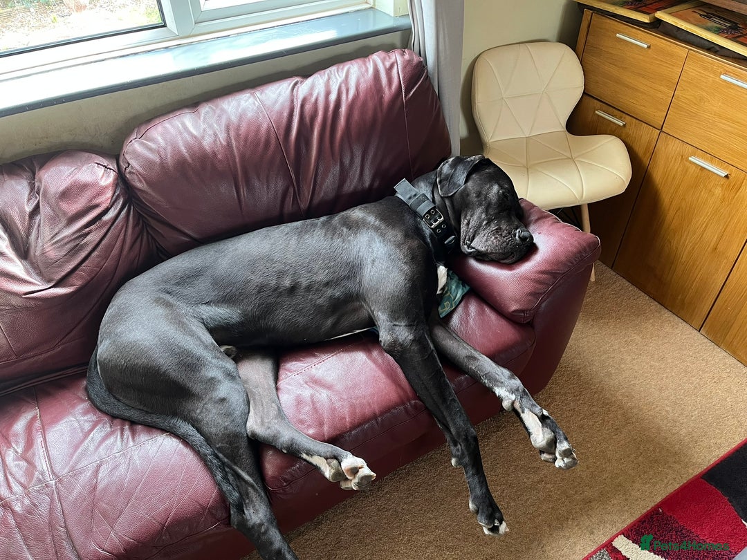 Great Dane dogs for sale: Great Dane - Image 4
