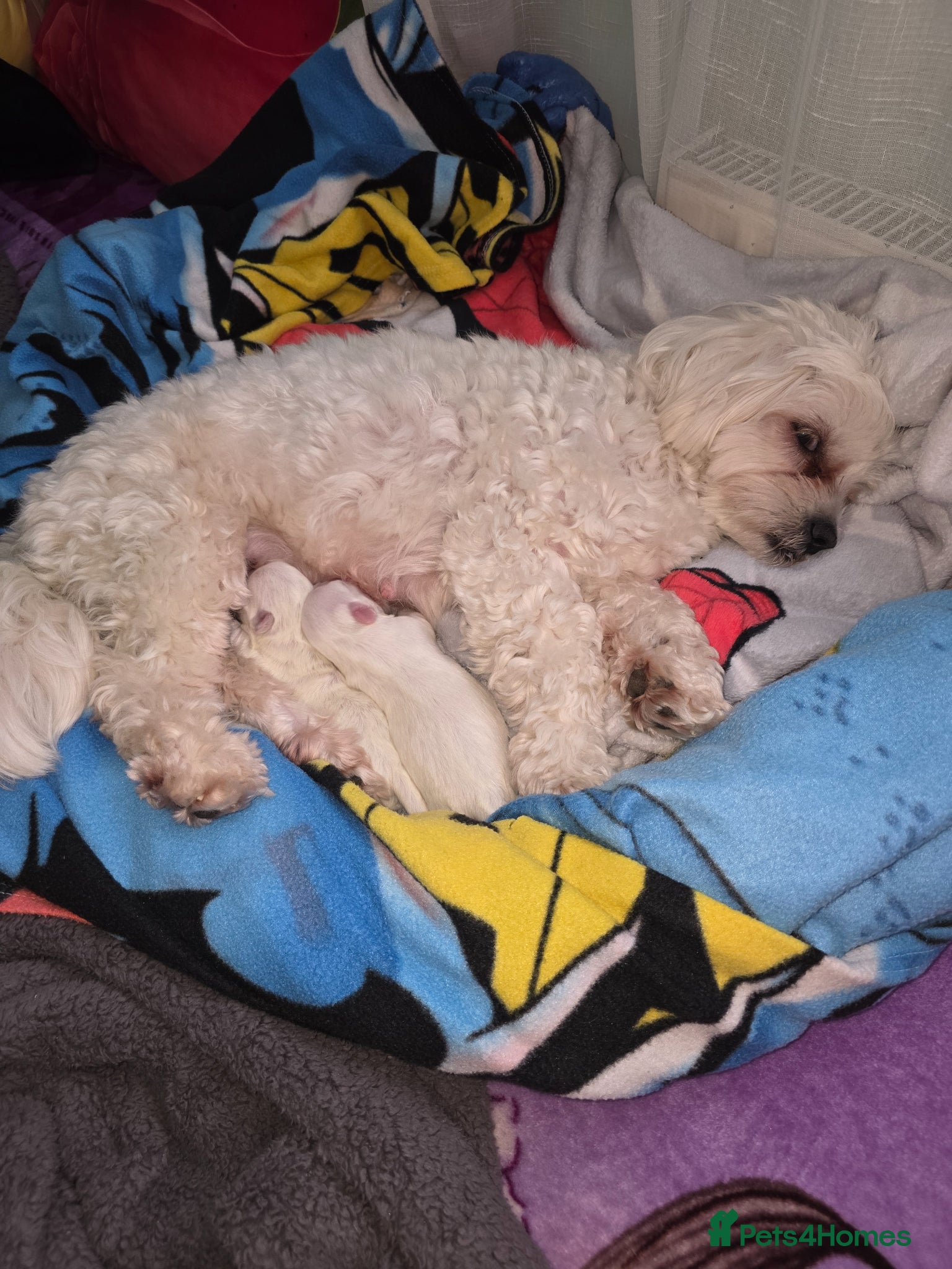 Bichon Frise dogs Small puppy for sale  - Advert 15