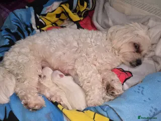 Bichon Frise dogs Small puppy for sale - Advert 4