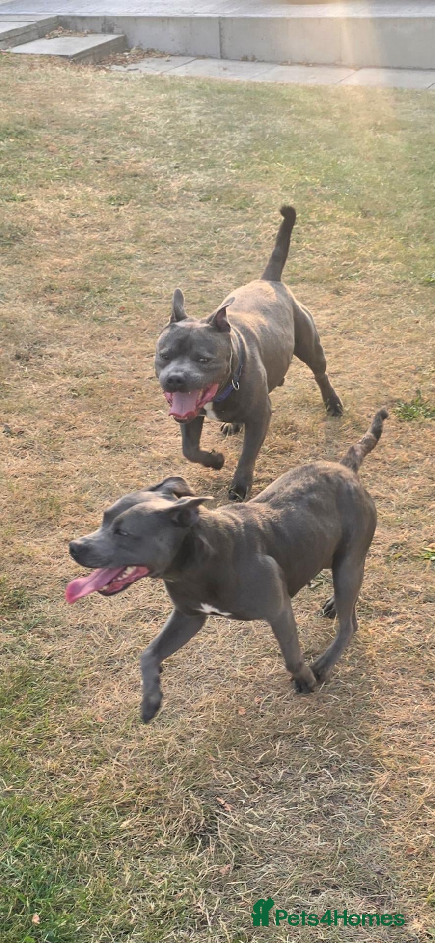 Staffordshire Bull Terrier dogs Blue and White staffy pups for sale - Advert 5