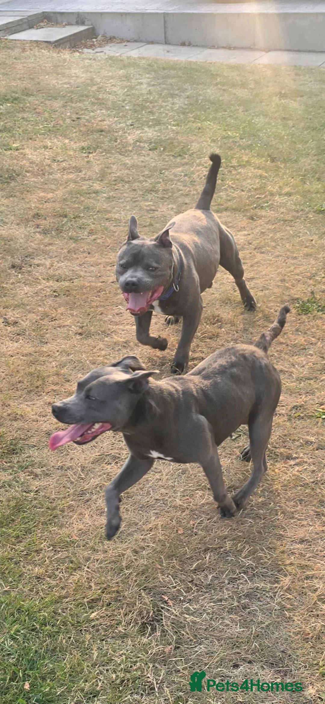 Staffordshire Bull Terrier dogs for sale: Blue and White staffy pups for sale in Salford - Advert 1