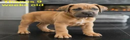 Cane Corso dogs for sale: Cane Corso pups for sale - Advert 8