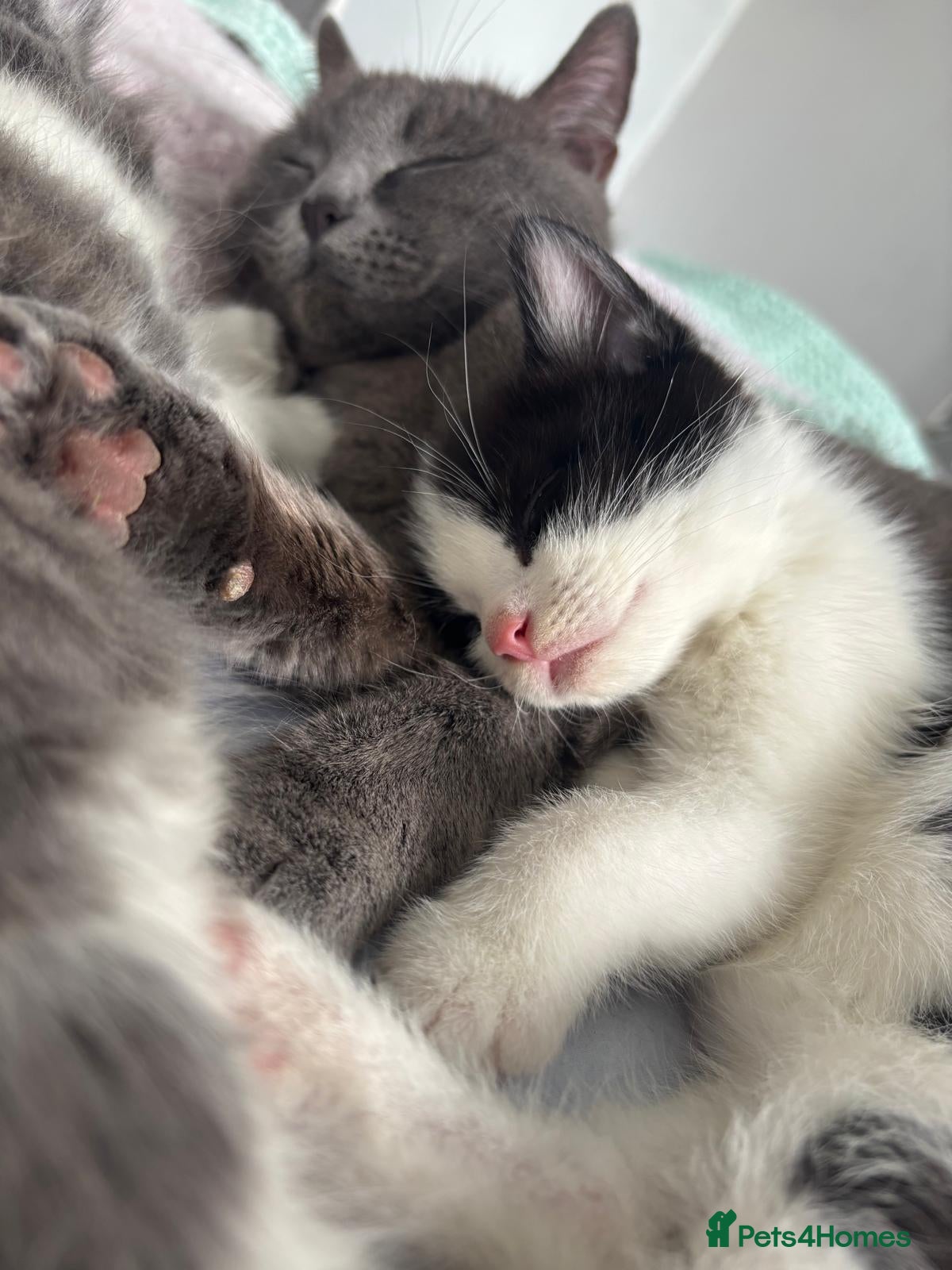 British Shorthair cats 3 beautiful shorthair kittens for sale - Advert 2