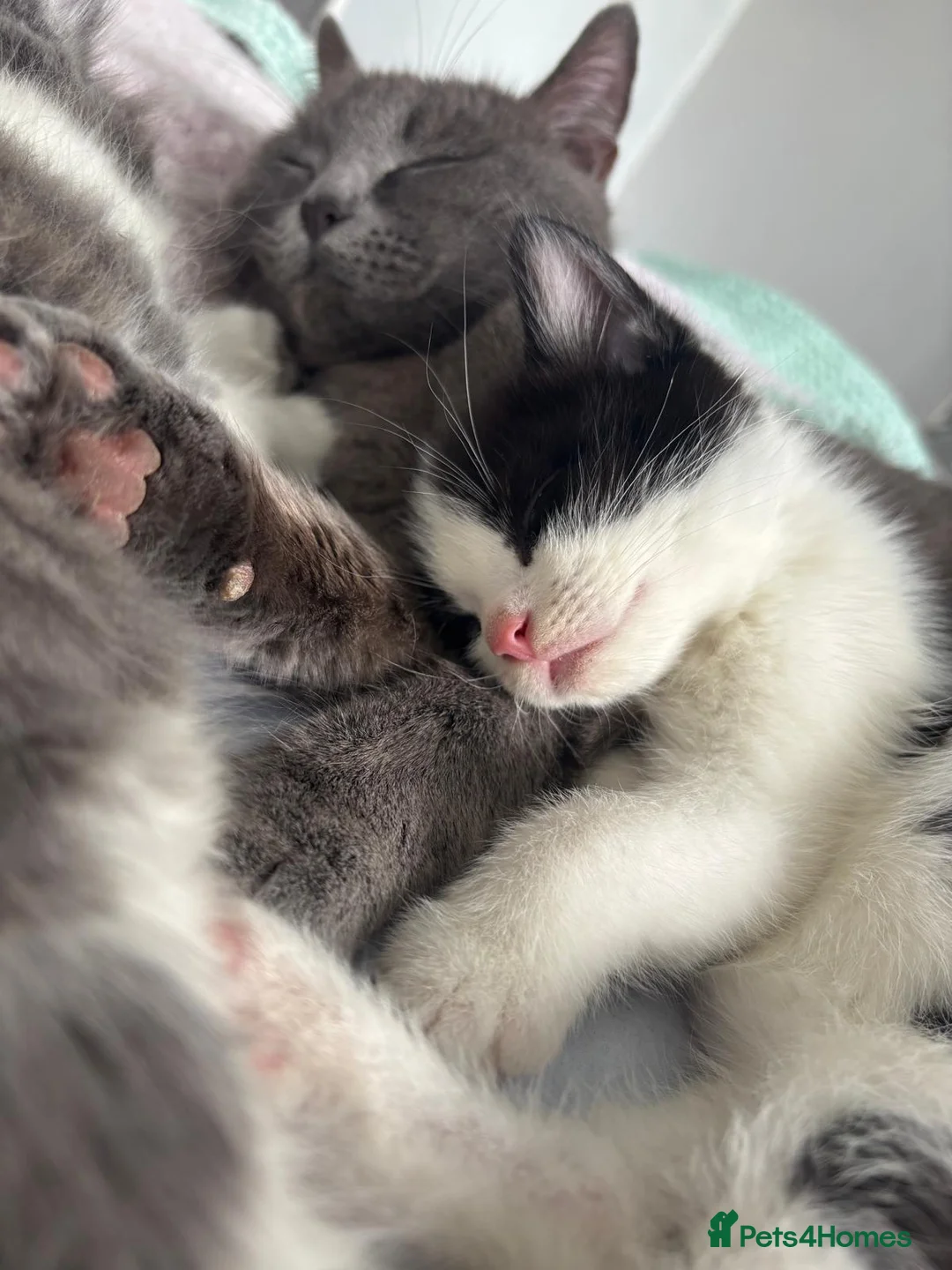 British Shorthair cats for sale: 3 beautiful shorthair kittens for sale in Welwyn Garden City - Advert 1