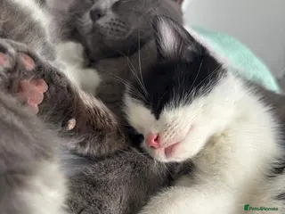 British Shorthair cats 3 beautiful shorthair kittens for sale - Advert 1