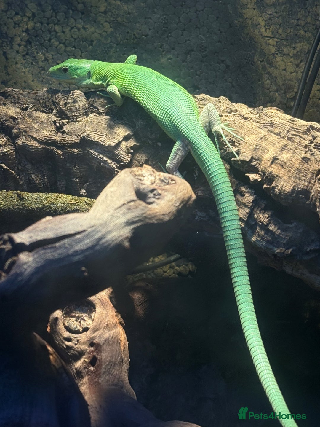 Lizard reptiles for sale: Green Keeled Lizard( Gastropholis prasina) - Advert 2