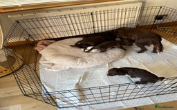 Cocker Spaniel dogs for sale: Adorable working cocker spaniel puppies  - Image 17
