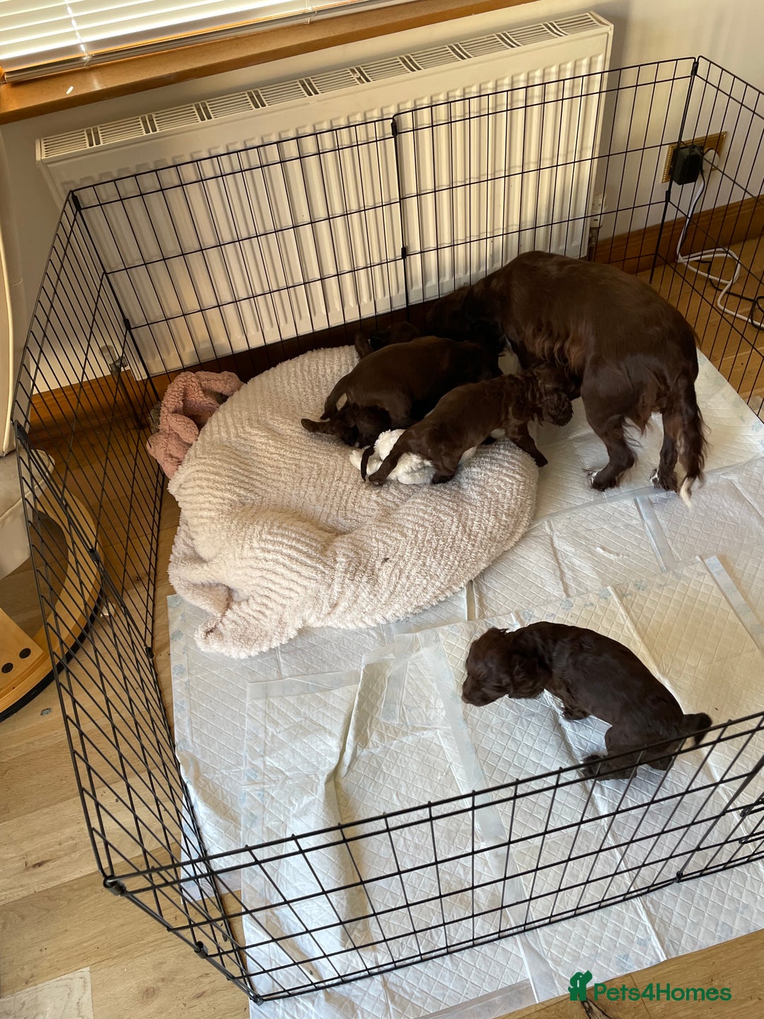 Cocker Spaniel dogs for sale: Adorable working cocker spaniel puppies  - Image 17