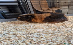 Guinea Pig rodents for sale: Female guinea pigs  - Image 3