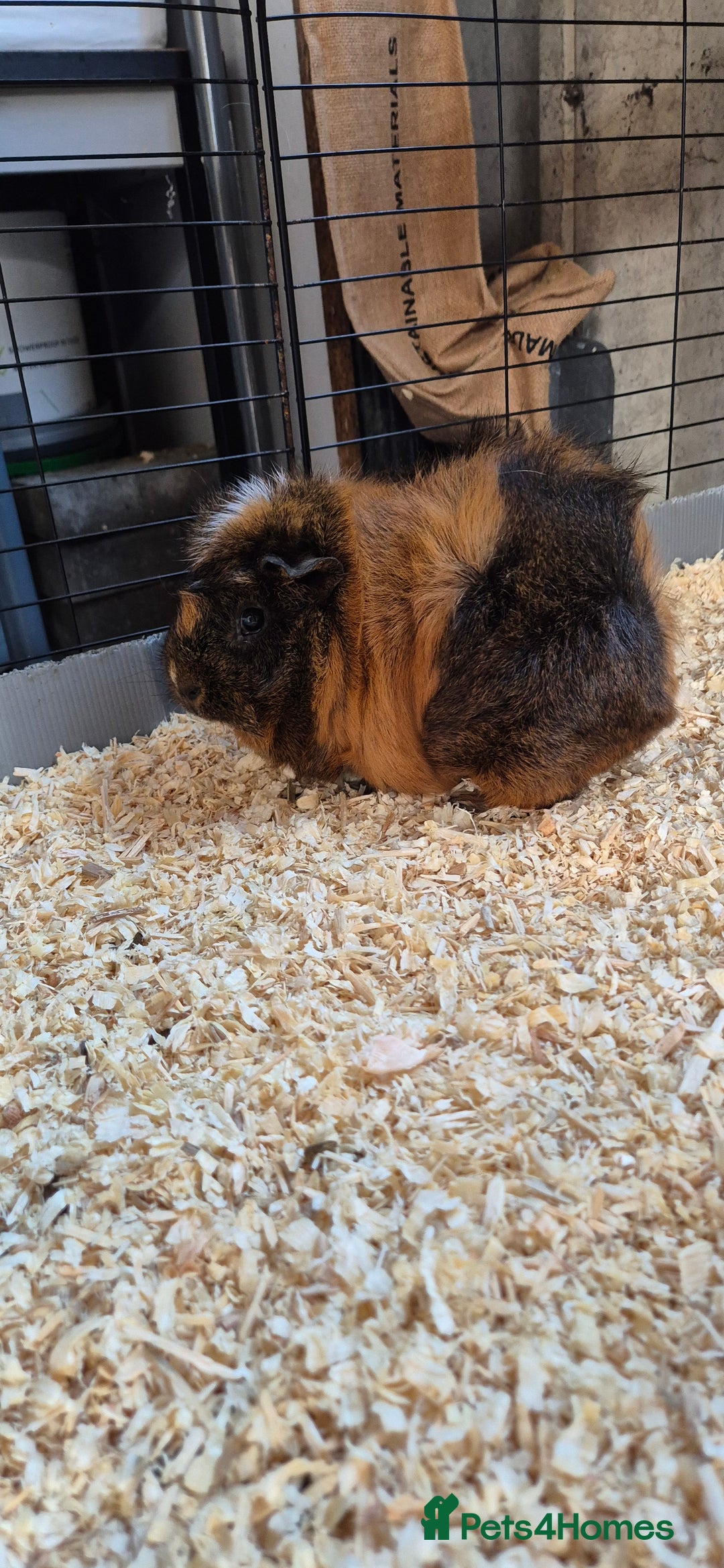 Guinea Pig rodents for sale: Female guinea pigs  - Image 3