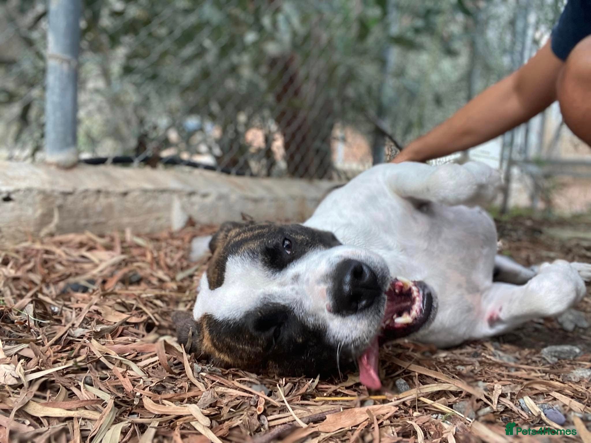 Mixed Breed dogs for adoption: Cherry urgently needs a foster or adoption  - Advert 3