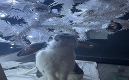 Mixed Breed rabbits for sale: Bonded bunnies  - Image 2