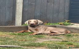 Dobermann dogs for sale: Dobermann puppy 5* licensed breeder  - Image 11