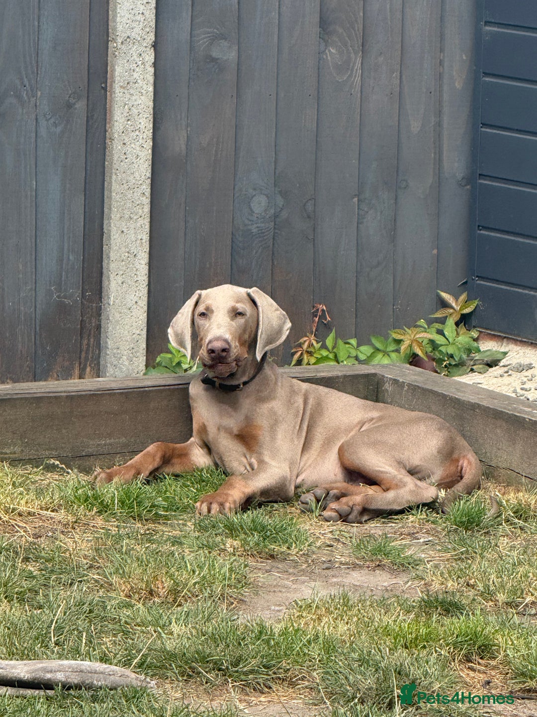 Dobermann dogs for sale: Dobermann puppy 5* licensed breeder  - Image 11