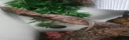 Skink reptiles for sale: Pink tongue skinks - Advert 6