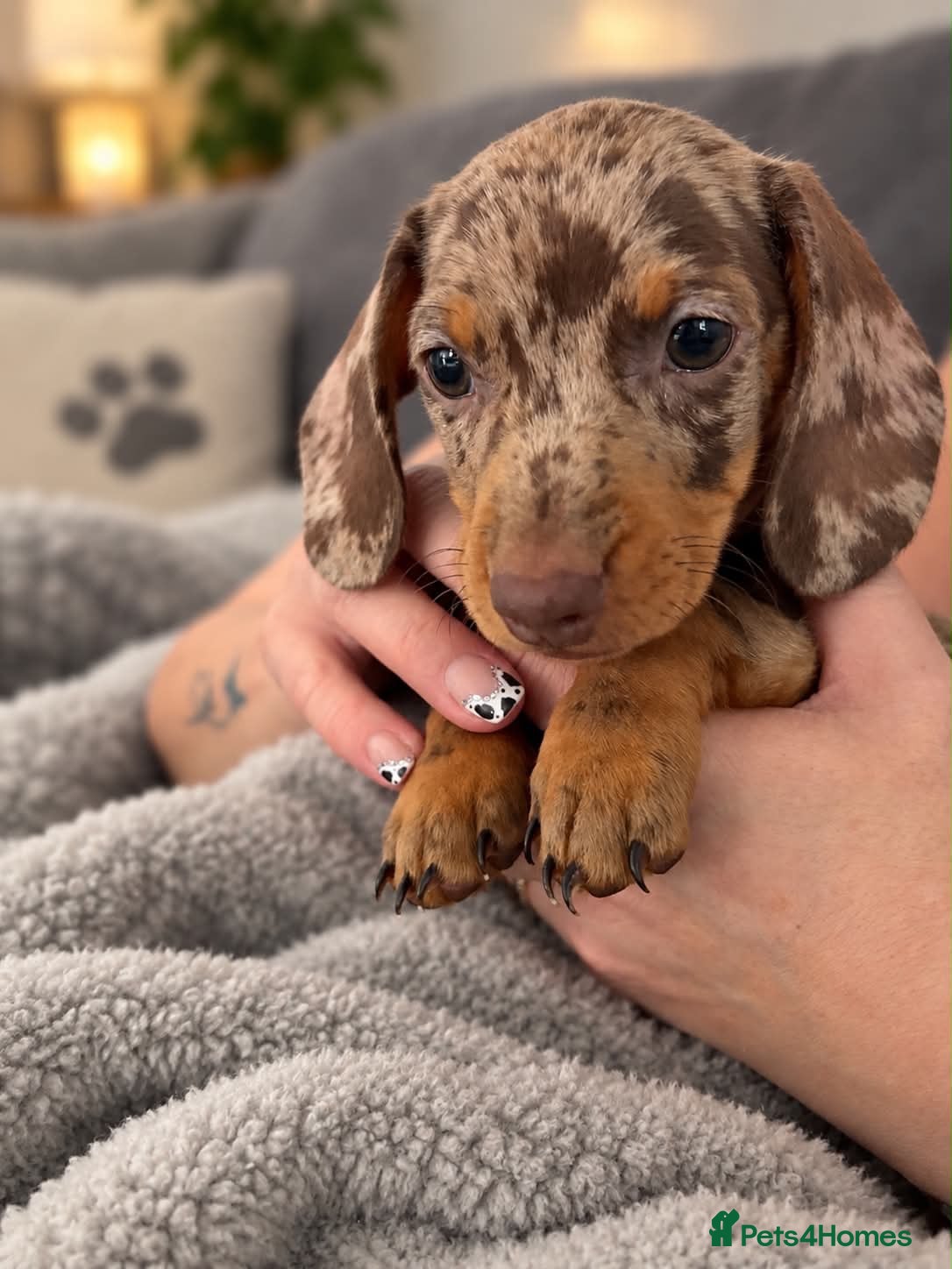 Miniature Dachshund dogs Beautiful miniature dachshund puppies  - Advert 2