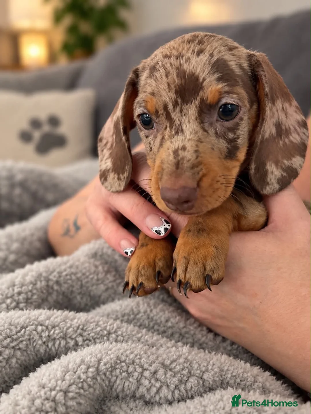 Miniature Dachshund dogs for sale: Beautiful miniature dachshund puppies  - Advert 2