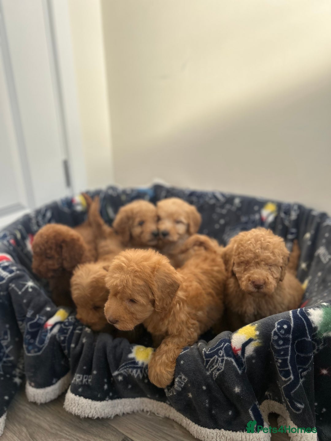 Cockapoo dogs for sale: 8 weeks old beautiful Cockapoo puppies  - Image 23