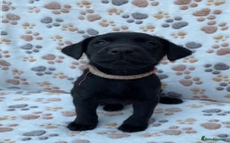 Labrador Retriever dogs for sale: **PEDIGREE, KC REGISTERED AND HIP SCORED** - Image 28