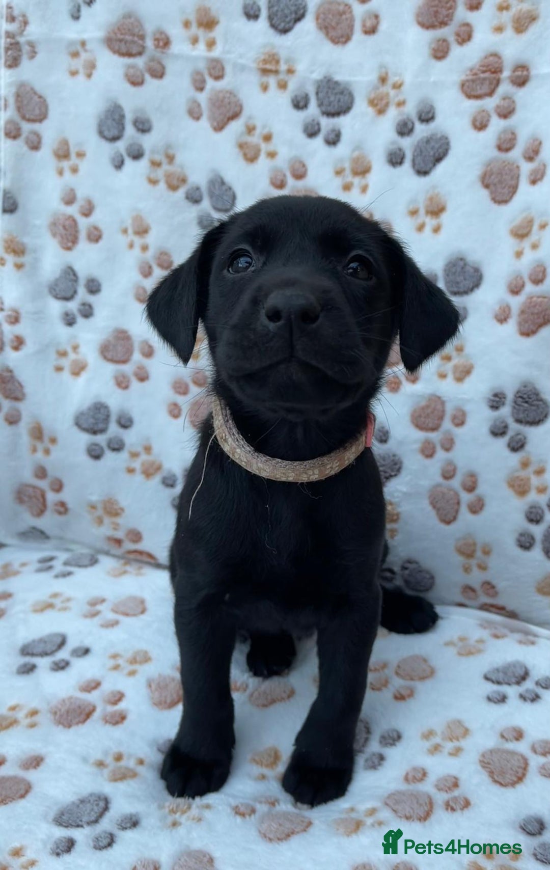 Labrador Retriever dogs for sale: **PEDIGREE, KC REGISTERED AND HIP SCORED** - Image 28