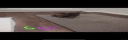 Belgian Shepherd Dog dogs for sale: Belgian malinois x Dutch herder - Advert 7