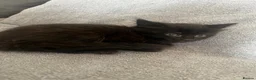 Mixed Breed cats for sale: Beautiful litter of Black fluffy kittens  in Wincanton - Advert 14