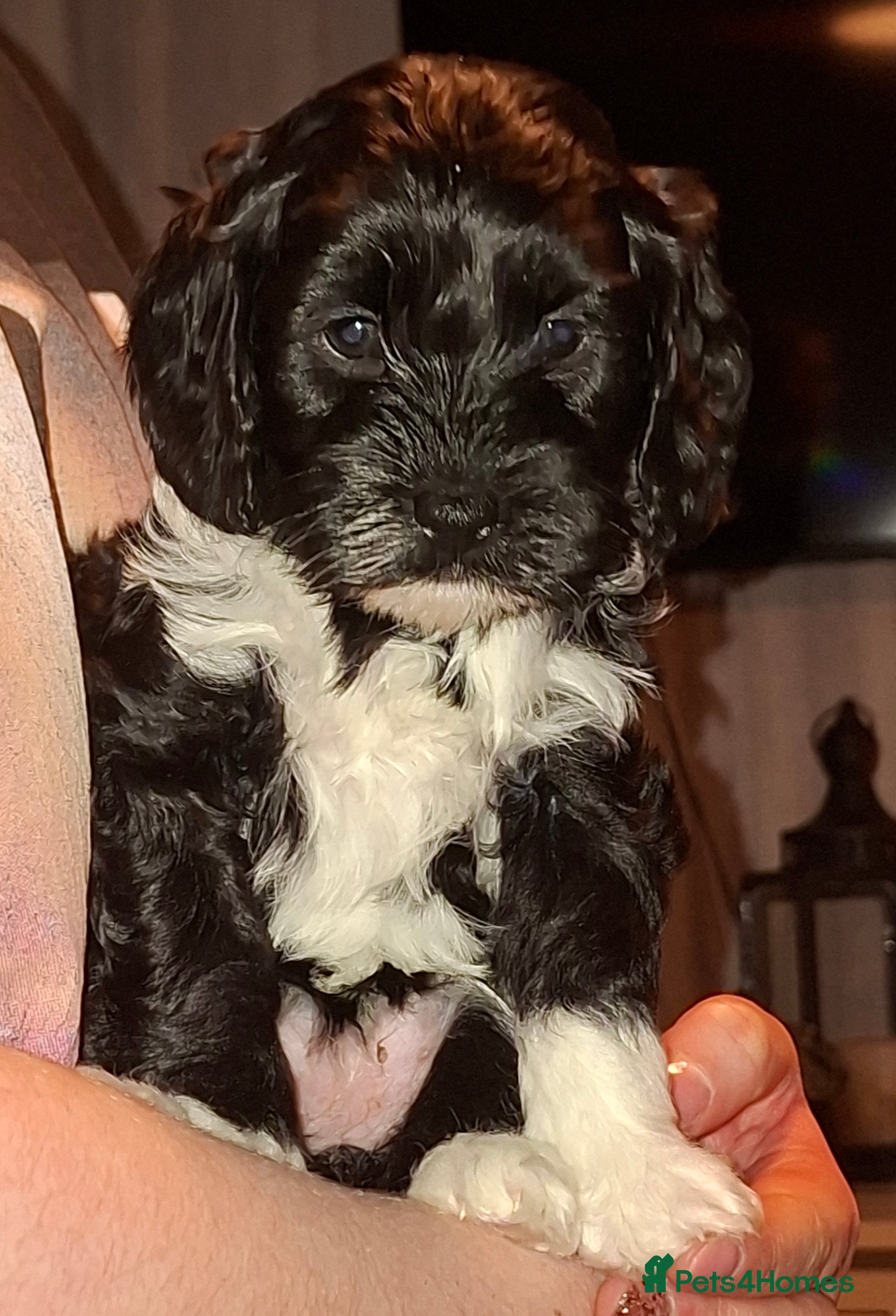 Cockapoo dogs *2 GIRLS LEFT* Beautiful miniature cockapoo pups  - Advert 11