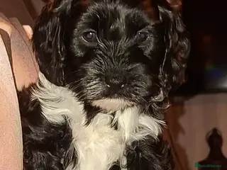 Cockapoo dogs *2 GIRLS LEFT* Beautiful miniature cockapoo pups - Advert 11