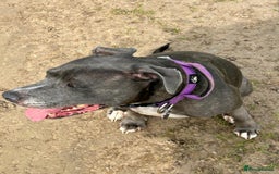 Mixed Breed dogs for sale: 9 year old female staffy x  - Image 2