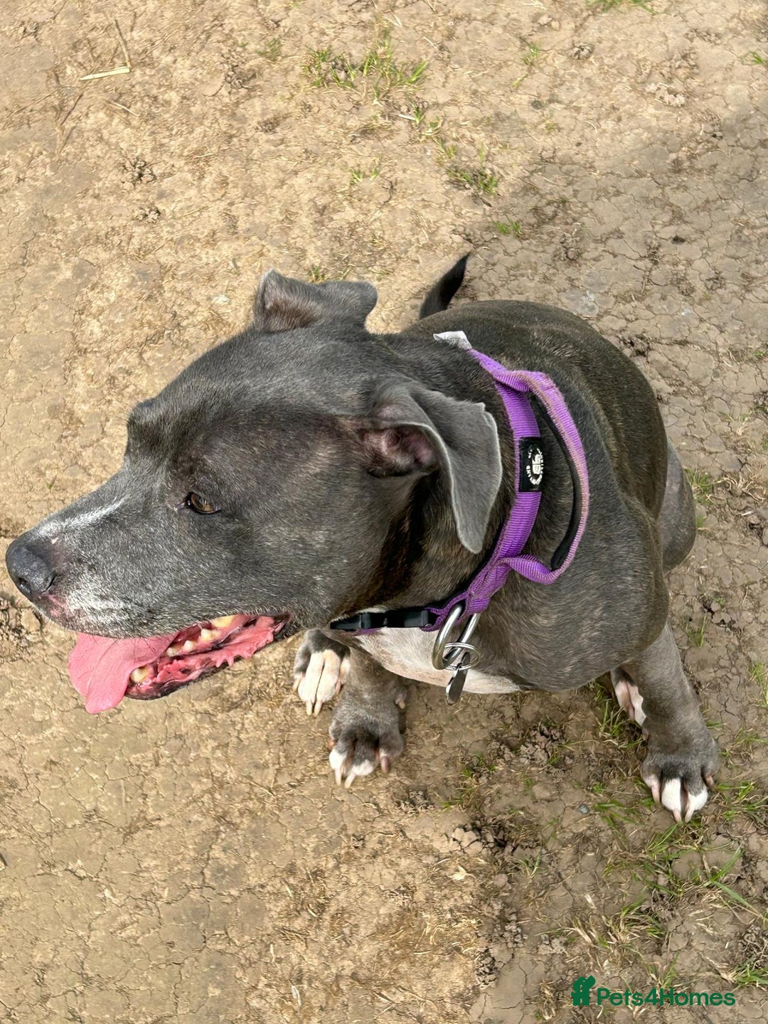 Mixed Breed dogs for sale: 9 year old female staffy x  - Image 2